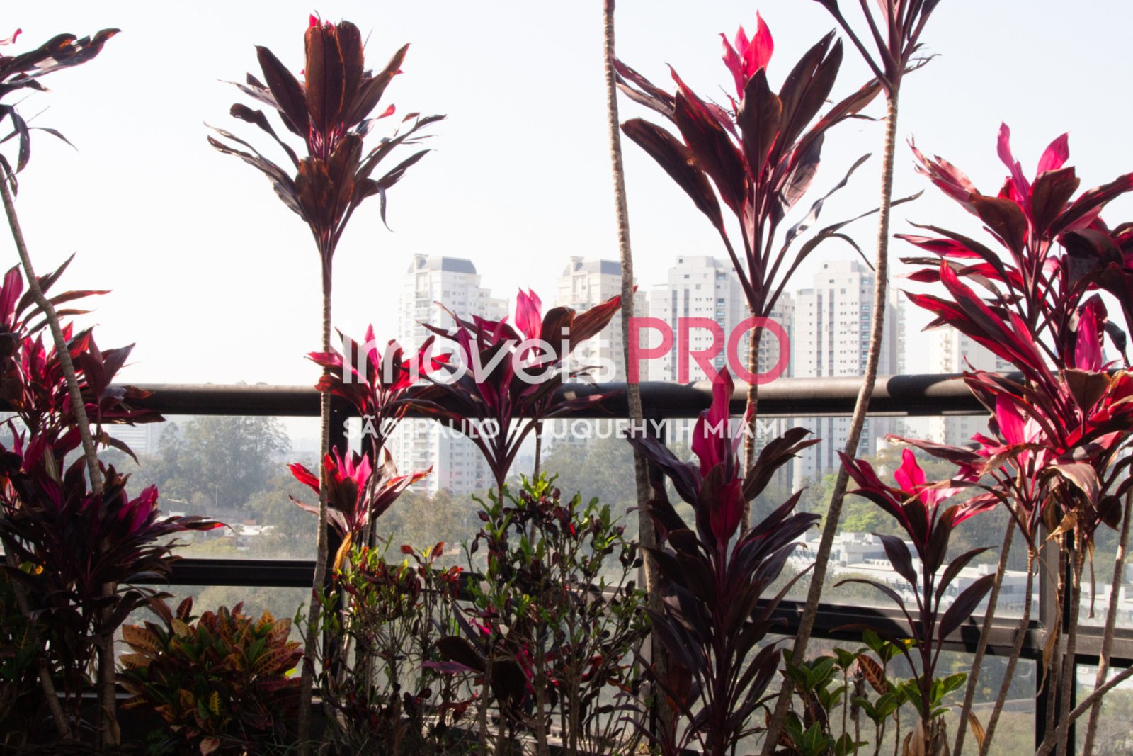 Foto :: IP29872