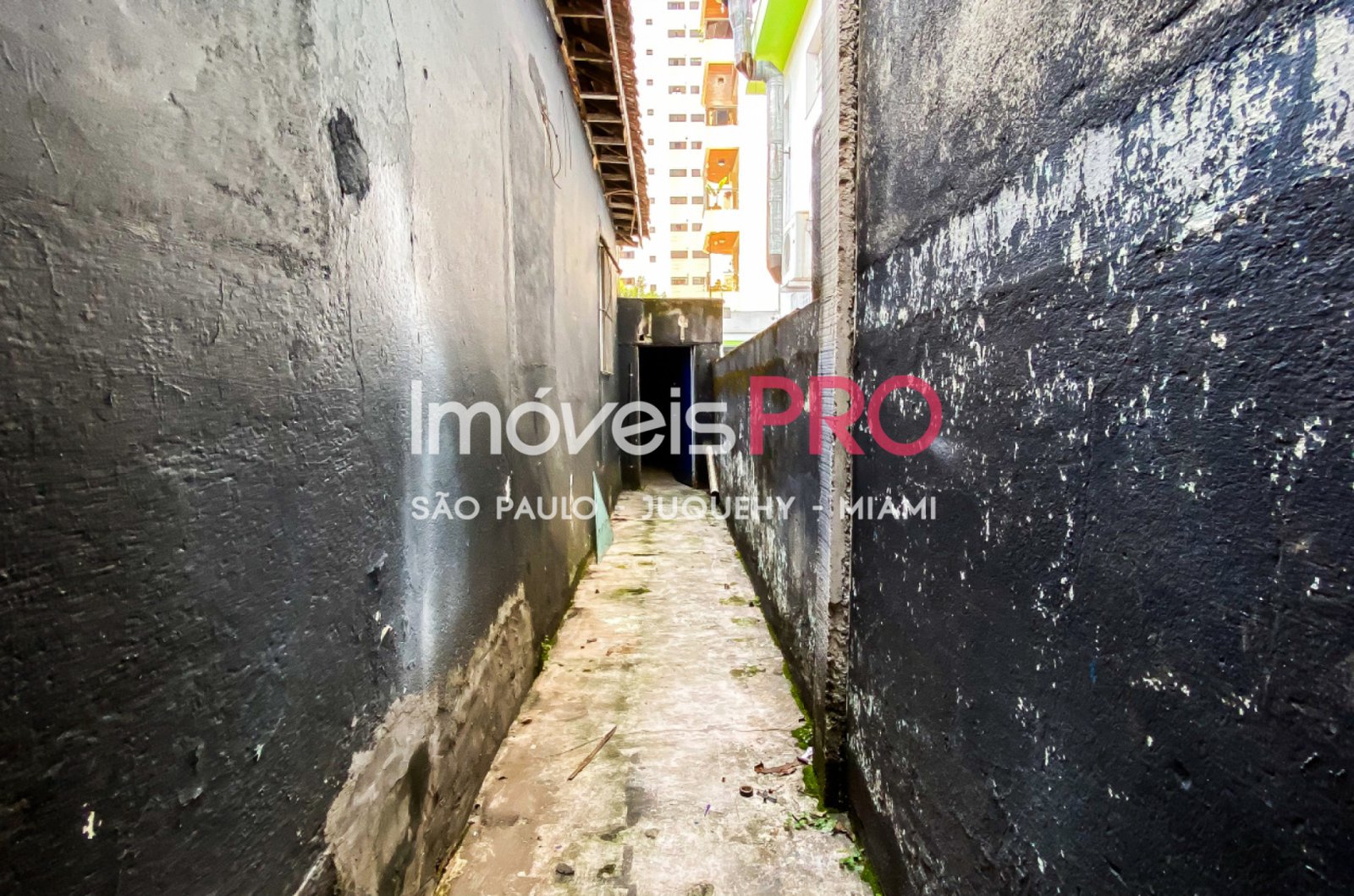Foto :: IP38757